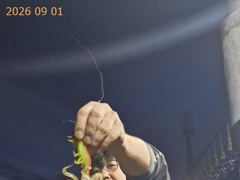 [부산] 씨알 좋은 무늬오징어!!! 오늘도 갑니다! 사진