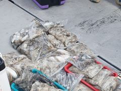 9/2 [홍원항 영진낚시] <영진호> 쭈 & 갑 출조 조황 입니다 ~ ! ! 사진