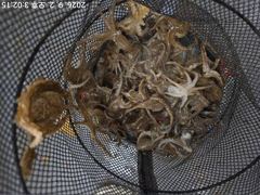 [군산] 02일 군산킹마린호 쭈꾸미조황 다음주자리여유 사진