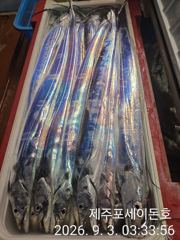 9월 2일 제주포세이돈호 갈치조황 입니다 사진