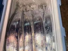 [내만갈치]금요일/토요일 예약가능합니다!! 씨알마릿수 좋아졌네요~!! 정상출항합니다! 사진