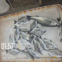 [고성] 병산 감성돔마리수 농어5짜 숭어외 선외기 흘림조황~~