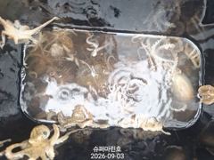 9.3.군산프로선단=슈퍼마린호 쭈꾸미 조황☆☆☆☆☆ 사진