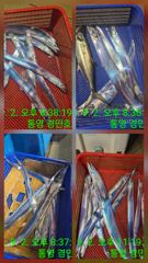 통영 경민호 3일 갈치 입항조항 입니다 사진