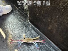 26년 9월 3일 인천 은아3호 오전오후 시간배 체험낚시 조항입니다~~