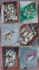 [고성] 다시 살아난 고성만 감성돔 흘림 사진