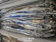 9월7일부터 대갈치 쿨러가득 잡으러 출조합니다 사진