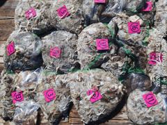 출조안내 - **쭈꾸미&갑오징어**출조 ~~9월9일~~부터 잔여석 있으니 홍원항^^위풍당당^^(뉴~승리호) 터질듯 빵~빵~한 망태기 조황 확인후 동참 하실분은 연락 주세요!! 010ㅡ4437ㅡ5675 사진