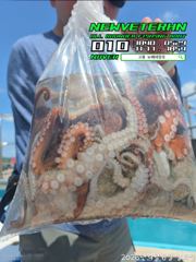 [고흥뉴베테랑호]26.09.06 문어조황 사진