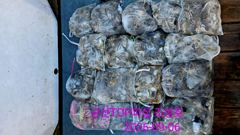 9월6일! 쭈꾸미마리수조황! 장원200수이상! 사진