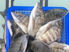 [마산] 진동 피싱스타// 감성돔 마리수(52수) 퍽~퍽~~!!! 사진