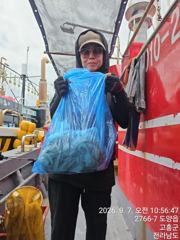 2차피크시즌 녹동권문어 사진
