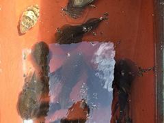 [통영] (풍화리)새풍화레저 무늬 25수 & 백조기 마리수 조황 사진