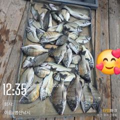 병산 9/6 감성돔35외 엄청마리수 선상배 및 선외기흘링조황~~