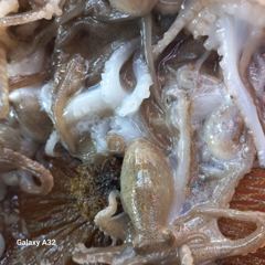 오늘의조황 - 등대 - 무의도 등대호,배낚시,선상낚시 전문 사진