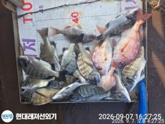 (南)남해조황 - 통영현대레저)무뉘 무시급외다수.돌문어.감성돔조황 사진