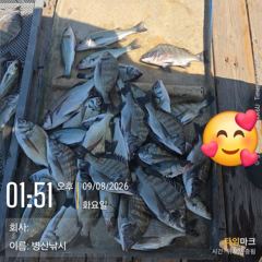병산 9/8 감성돔35외 마리수 선상배 및 선외기 흘림조황~~