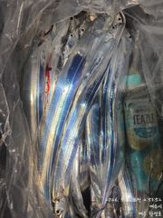 갈치한치조황++ - 내만갈치~씨알급갈치!우당탕탕!엄청잡아!수요일출항(수,목,금예약가능)