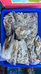 9/8 오천항 이바다호 쭈꾸미 조황 사진
