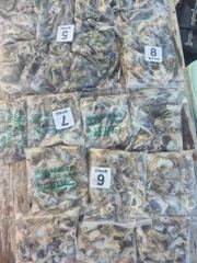 9월8일영구피싱호조항입니다 사진