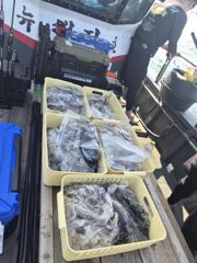 26년 9월 8일 쭈꾸미 조황 사진