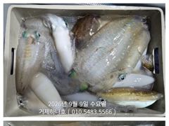 [마산] 진동(광암호)감성돔.문어 출조합니다 사진