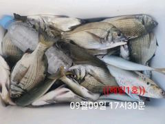 ((해림1호))내만권 감성돔.갈치.전어~