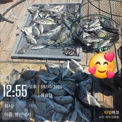 병산 9/10 감성돔,농어 엄청마리수 선상배및 선외기 흘림조황~~ 사진