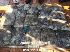 출조안내 - [준내만갈치]쿨러빵빵하게잡고! 일요일부터 예약가능합니다! 사진