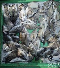 1   [거제] 37까지 감성돔 대박마릿수 퍽퍽 조황 1 사진