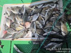 찌낚시조황 - (감성돔)대물 팅팅팅팅....중치급들 판떼기 가득~대어낚시(12일 예약) 사진