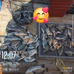 (보령)원산도해신호 9월11일 쭈꾸미 조황 사진