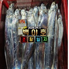 9.11 제주 백야호 갈치조황 사진