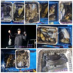무늬오징어 팁런조황