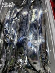 (南)남해조황 - [준내만갈치]오랜만에손맛보고왔습니다~!! 월요일,화요일 쭉 예약가능합니다^^