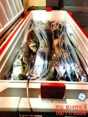 진도토너먼트호] 씨알좋은 왕갈치 씨알,마릿수 골고루 9월12일입항조황~자리여유 있습니다~~ 사진
