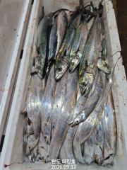출조안내 - 완도더킹호 9월12일 갈치외줄 철수조황 입니다 사진