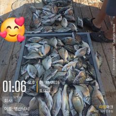 병산 감성돔35외 마리수 선상배및선외기 흘림조황~~ 사진