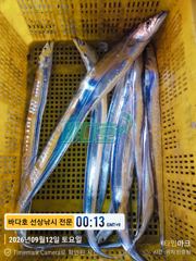[거제] [[대림낚시바다호]] 왕갈치 출조 잡았다 대물~~ 감사합니다 사진