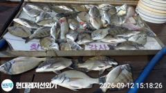 [통영] 통영현대레저)감성돔 갑오징어 판떼기만쿨조황 사진