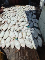 12일 뉴라이브호 사리물때 상관없는 쭈갑이조황 내일도갑니다~~
