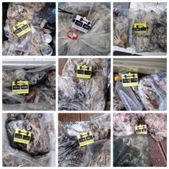인천 팀에프호 9월12일 쭈꾸미 조황!! 사진