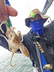 9월 12일 미르호 쭈꾸미 조황입니다 사진
