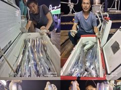 ((**여수포르투나**)) 주말..보기힘든 갈치들 드뎌입성... 사진