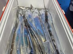 [통영] 통영영운호14석) 먼바다 왕갈치 전원 골고루 잡았습니다 (15일… 사진