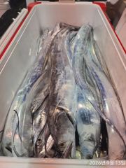준원도권 텐빈텐야루어 싸이즈좋은 왕갈치손맛쿨러조황 오늘예약가능 사진