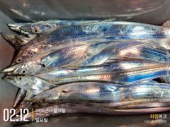 실시간 조황 - 오늘 반짝반짝 갈치 조황 입니다. 씨알 조오타~~ 사진