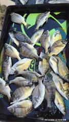 [마산] 진동 피싱 투어 많은 마리수 사진
