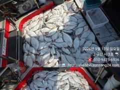 ◆◆13일.군산샤크호◆◆광어다운샷조황◆◆내일 쭈자리여유 사진