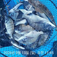 [사천] 삼천포 내만권 감성돔 사진